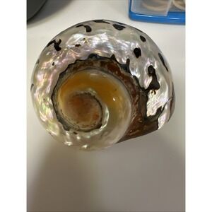 Large 3"‎ Philippines SARMATICUS TURBO Sea Shell Hermit Crab House Beach Decor